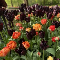 Tulipan Queen mix 40 løg